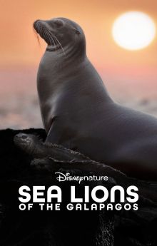 Sea Lions of the Galapagos